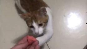 带你吃瓜猫猫搞笑视频下载,猫猫搞笑视频下载,瓜田笑果连连