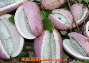 拆箱吃八月瓜视频,八月瓜的奇妙食旅之旅