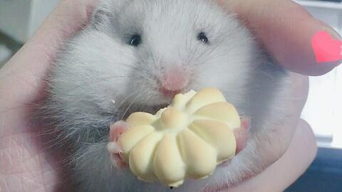 金丝熊可以吃茄瓜吗视频,茄瓜的适宜性探讨