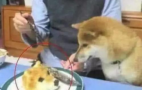 吃瓜狗头君的视频,揭秘热门视频背后的趣味与真相