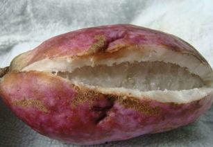 山月瓜怎么吃最好吃视频,视频教你如何吃出最佳口感