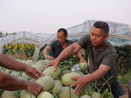 离石南关村吃瓜视频,揭秘乡村生活趣味瞬间