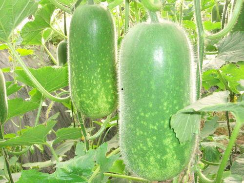 吃土大瓜的视频大全下载,盘点热门搞笑瞬间,笑料十足!