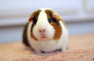 豚鼠可以吃洋瓜吗视频讲解,揭秘洋瓜是否适宜作为豚鼠美食