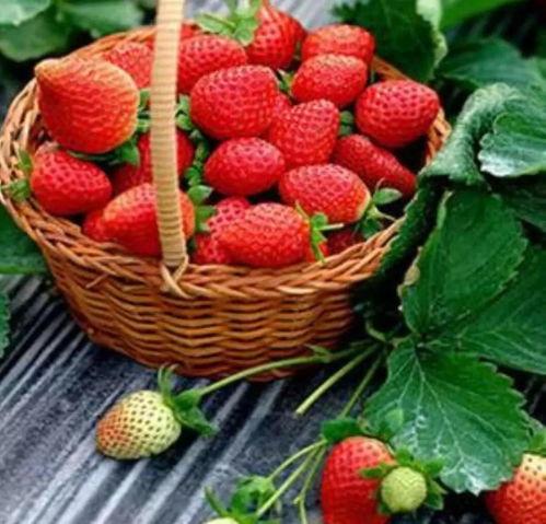 草莓园女的吃瓜视频,揭秘娱乐圈幕后故事