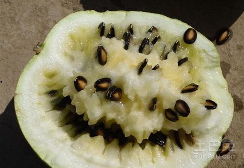 籽瓜生芽可以吃吗视频教程,视频教程揭秘