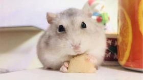 怎么喂仓鼠吃哈密瓜视频,轻松操作教程视频解析