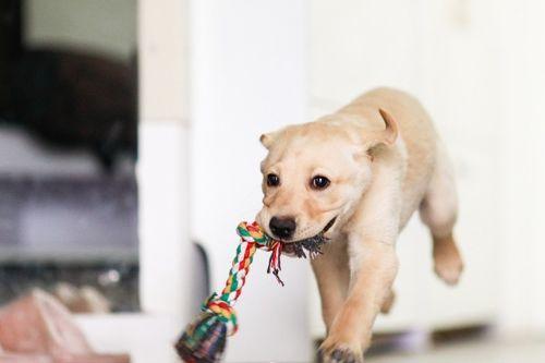 小狗狗吃刺角瓜好吗视频,美味还是挑战?