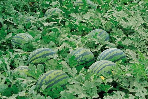 玉田吃瓜视频大全,揭秘民间趣味生活瞬间