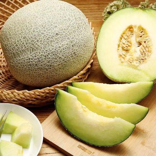 吃银蒂蜜瓜的视频大全集,视频大全集精华回顾