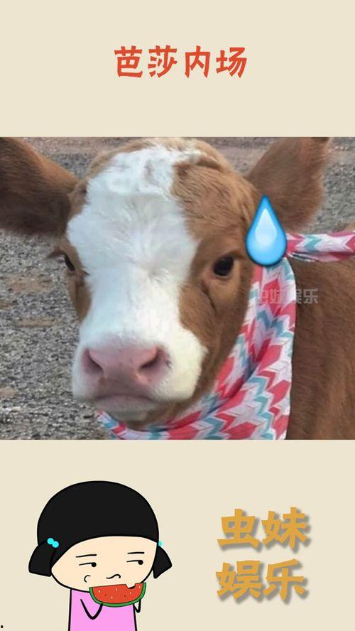 抖音吃瓜的搞笑视频大全,笑料横飞,欢乐无限