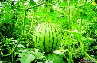 西瓜视频吃瓜吗是真的吗