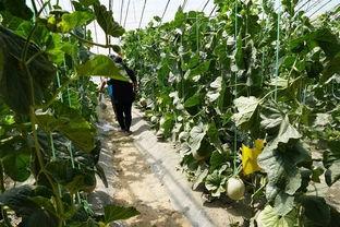 一栗动感吃瓜视频,揭秘娱乐圈幕后故事